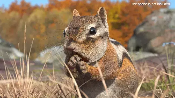 Standing Chipmunk Eating Fur 3D model 3