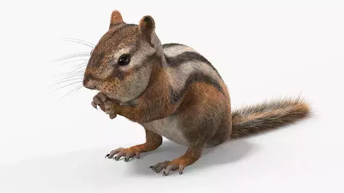 Standing Chipmunk Eating Fur 3D model 5