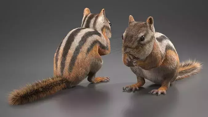 Standing Chipmunk Eating Fur 3D model 4