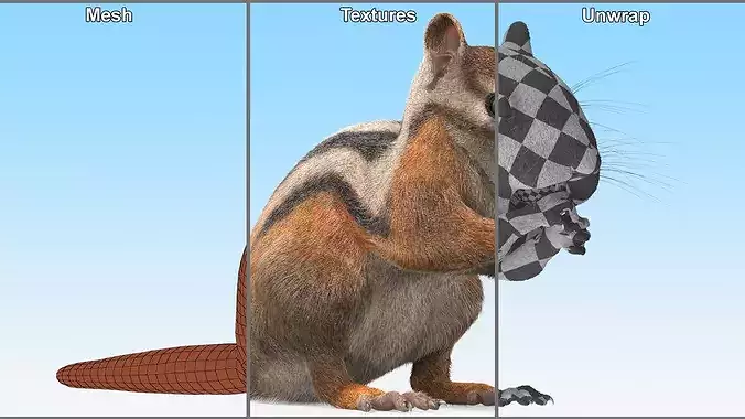 Standing Chipmunk Eating Fur 3D model 7