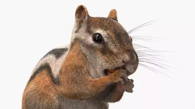 Standing Chipmunk Eating Fur 3D model 6