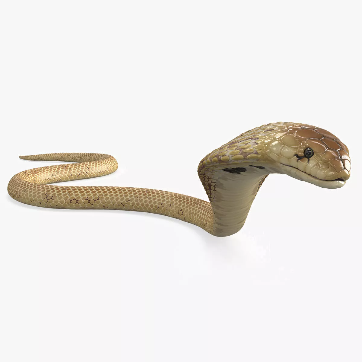 Light Skin Cobra Attack Animated Rigged for Maya Low-poly 3D model