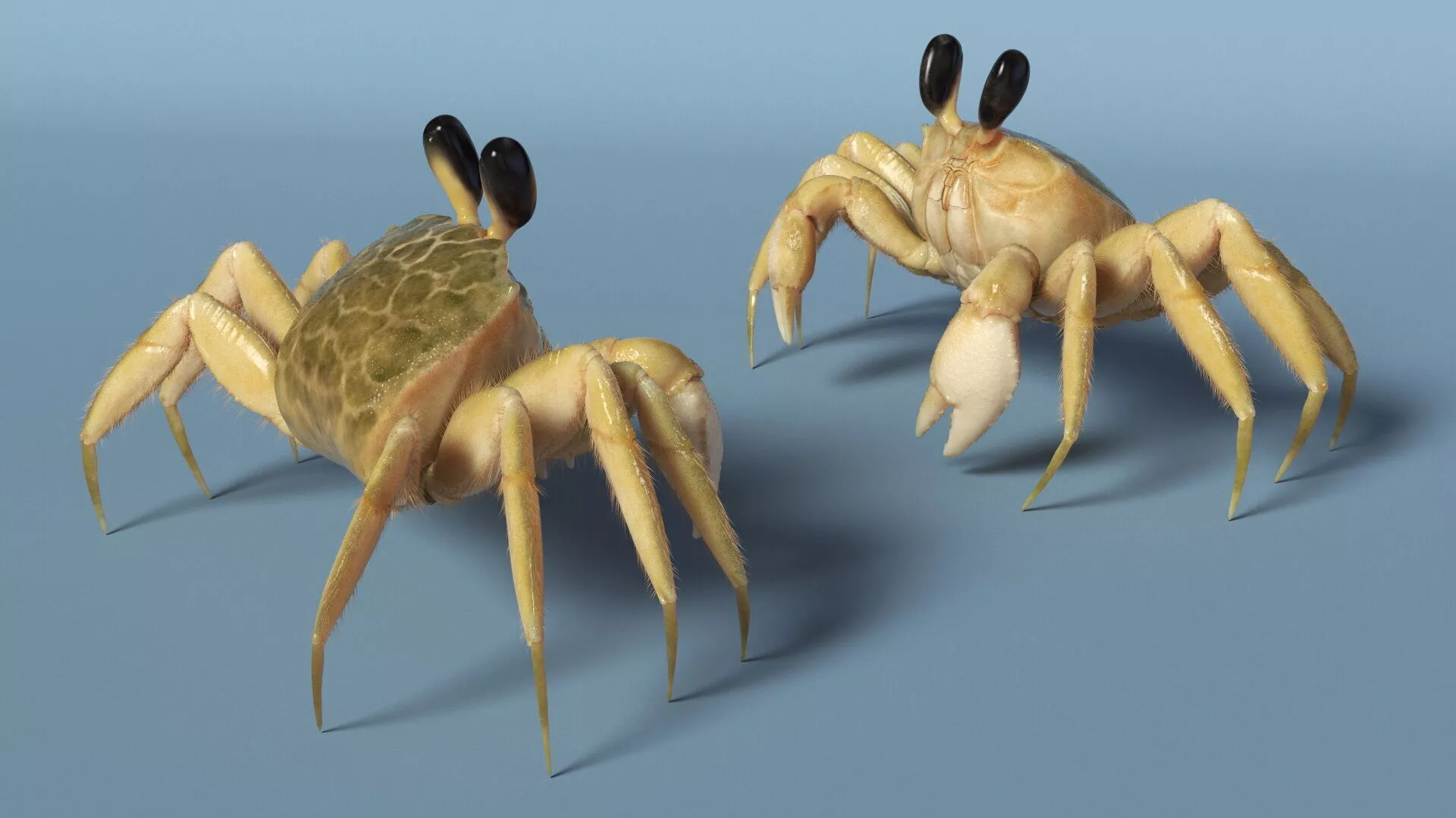 Shoreline Sand Crab Fur Rigged for Maya 3D model