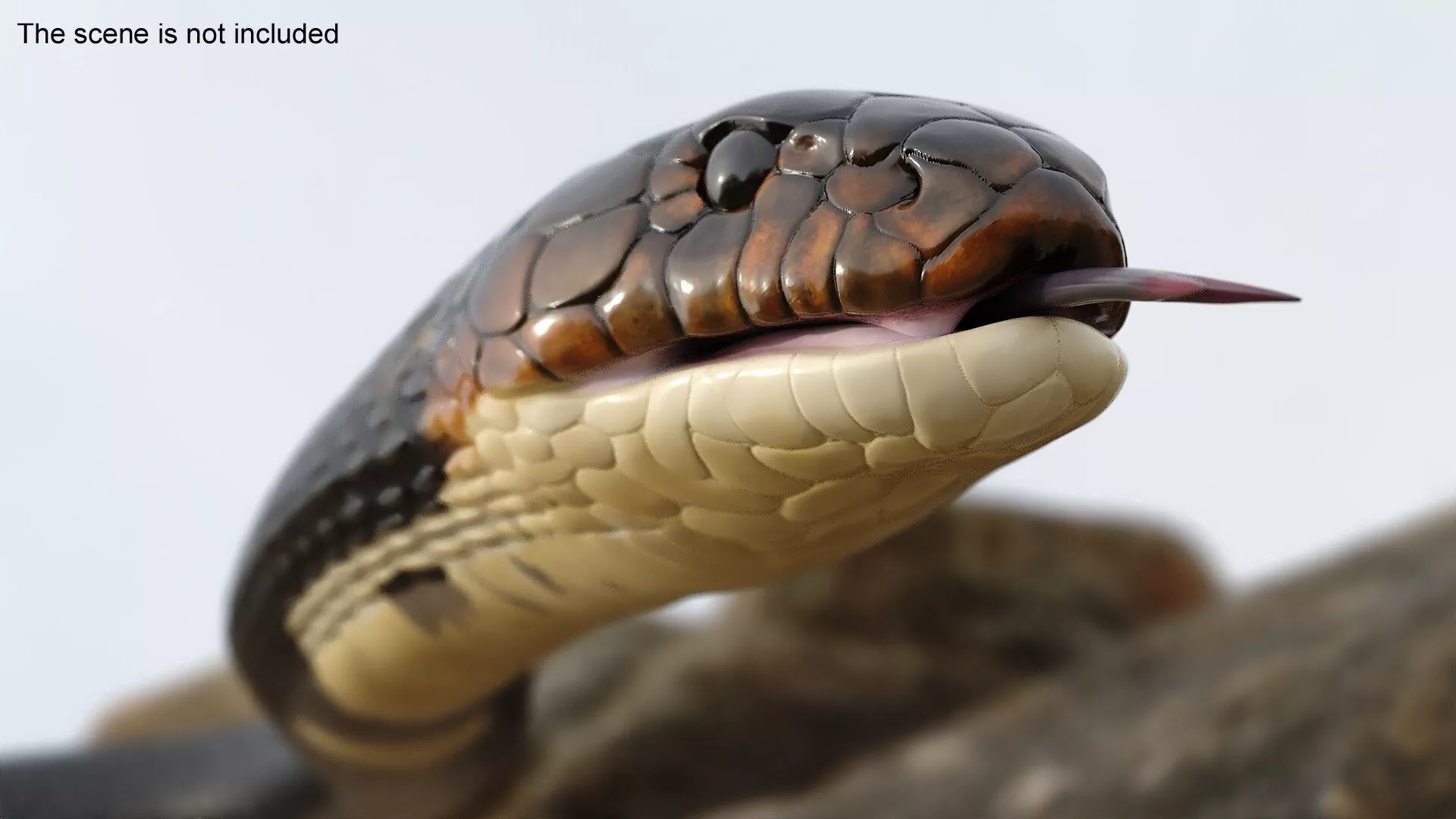 Dark Skin Cobra Crawling Animated Rigged for Maya 3D model