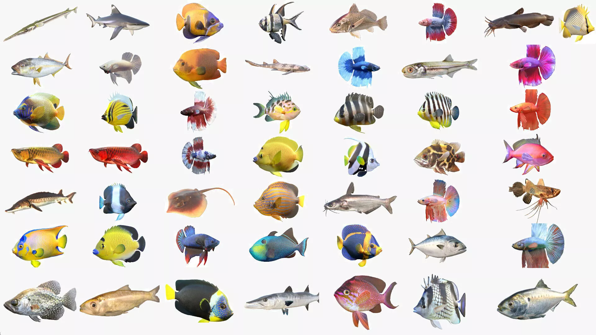 50 Fish Sea Creatures Collection v3 3D Model Pack