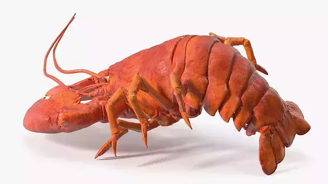 Boiled Lobster Rigged 3D model 7