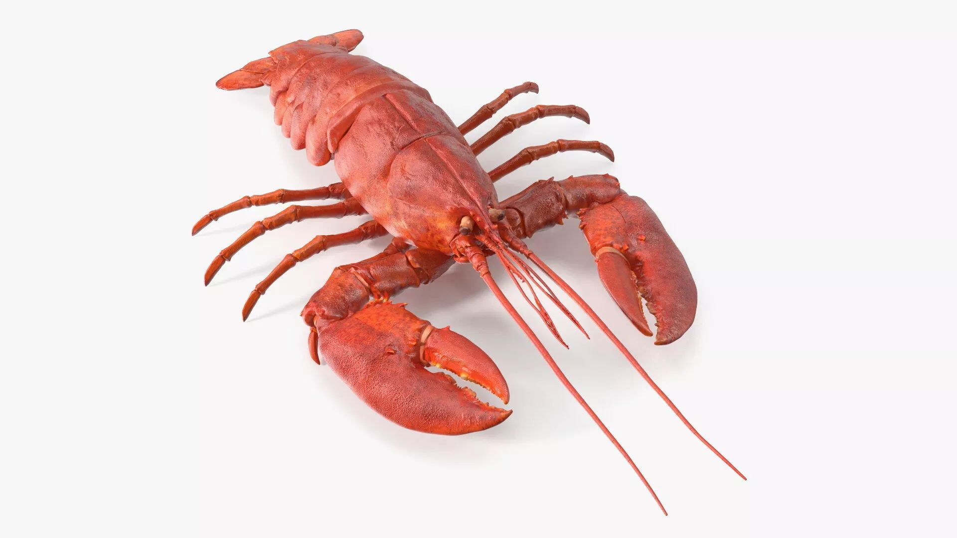 Boiled Lobster Rigged 3D model