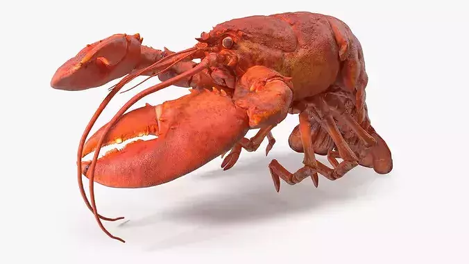 Boiled Lobster Rigged 3D model 6