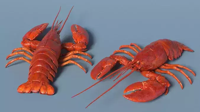 Boiled Lobster Rigged 3D model 5