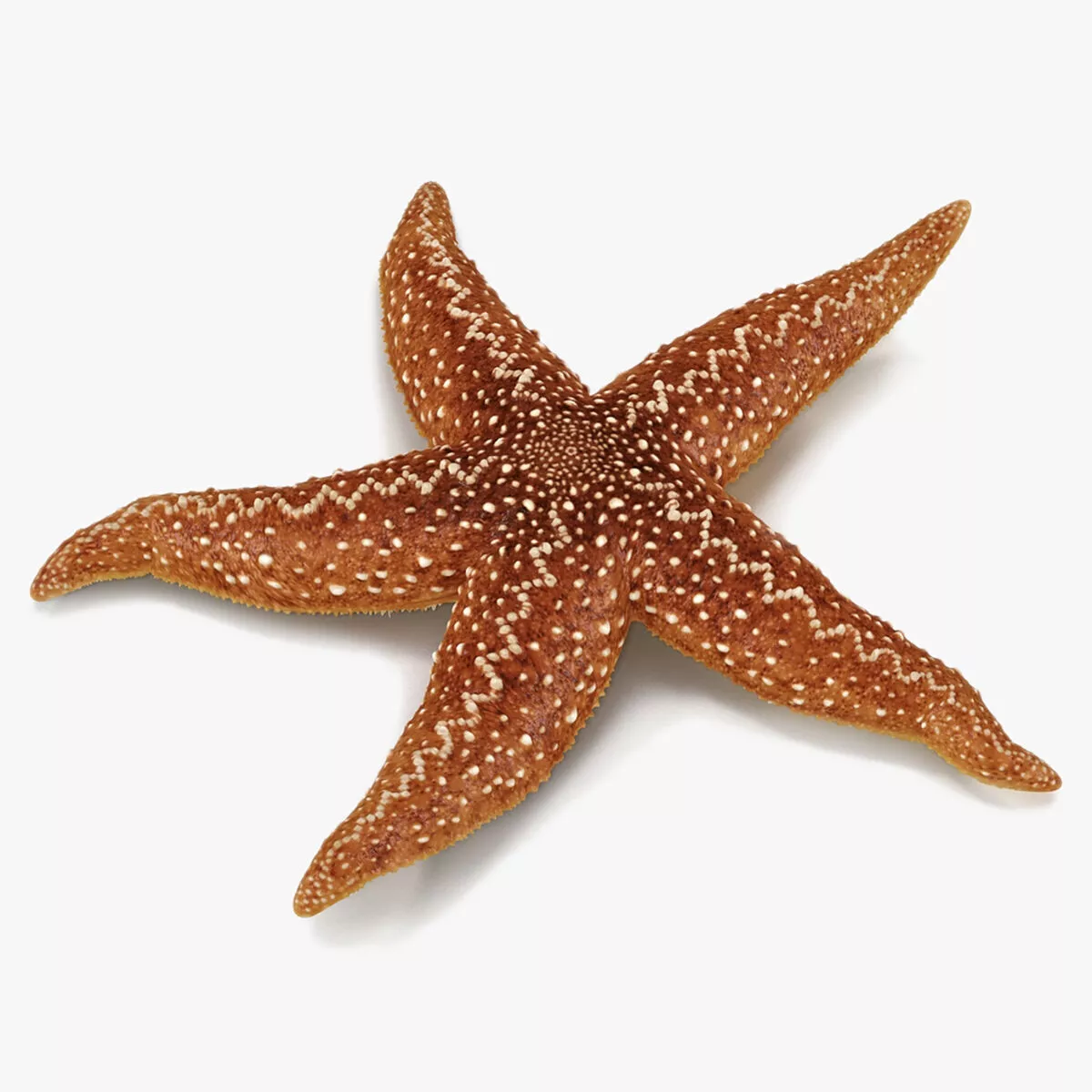 Starfish Marine Creature Rigged for Maya 3D model