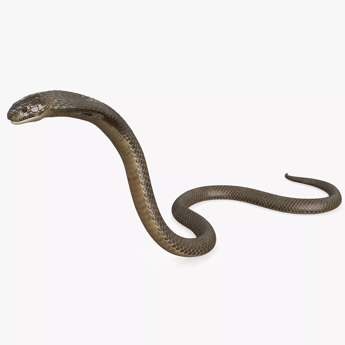 Attack Naja Cobra Animated Rigged for Cinema 4D 3D model