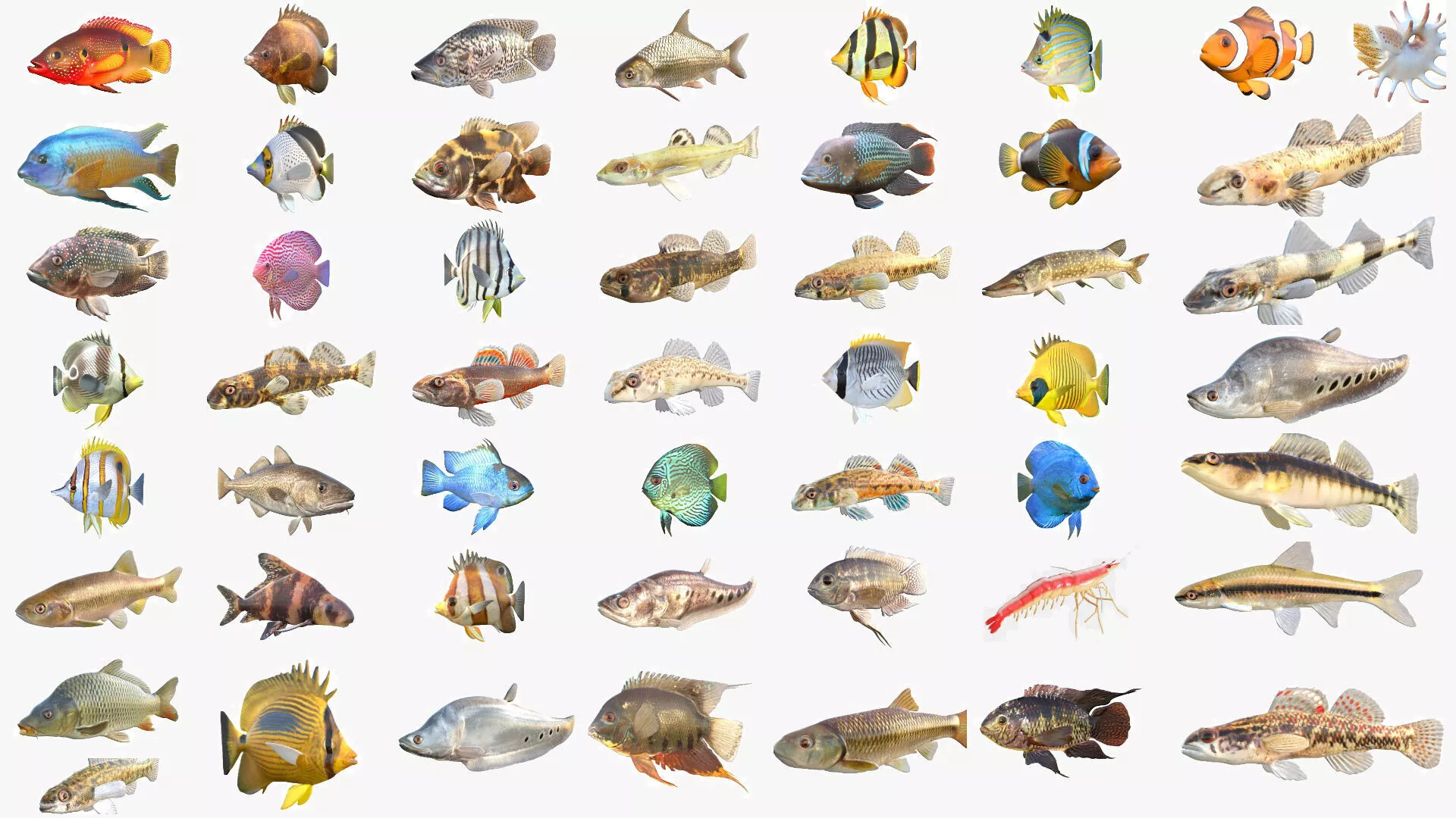 50 Fish Sea Creatures Collection v5 3D Model Pack