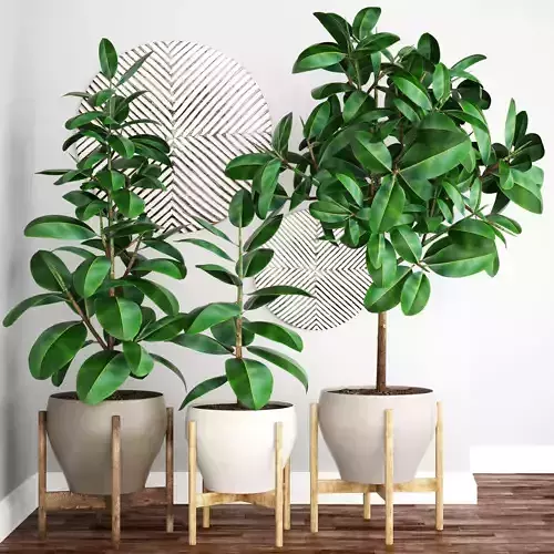 Ficus Robusta tree 3D model
