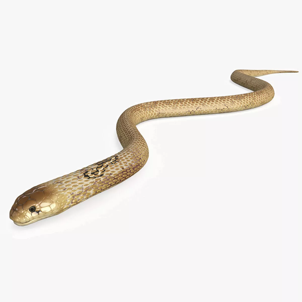 Crawling Light Skin Cobra Animated Rigged for Maya 3D model