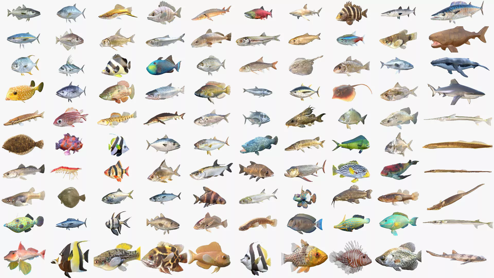 100 Fish Sea Creatures Collection v1 3D Model Pack