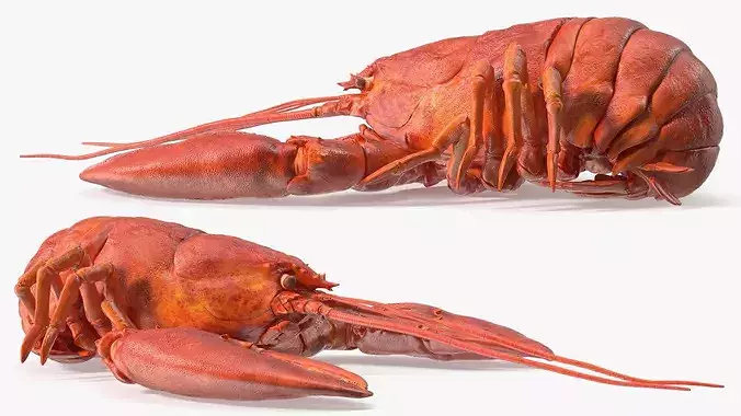 Boiled Edible Lobster Bent Body 3D model