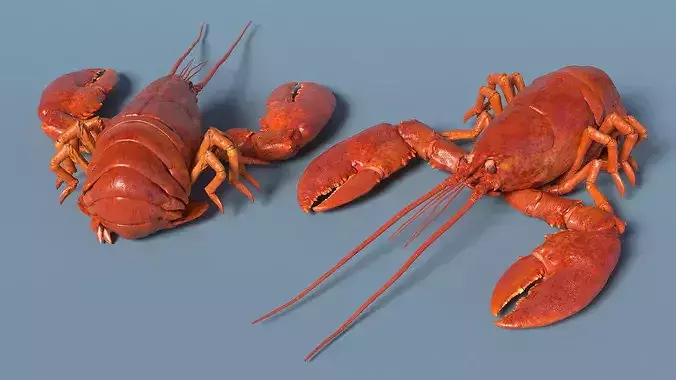 Boiled Edible Lobster Bent Body 3D model 5