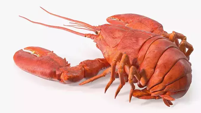 Boiled Edible Lobster Bent Body 3D model 6