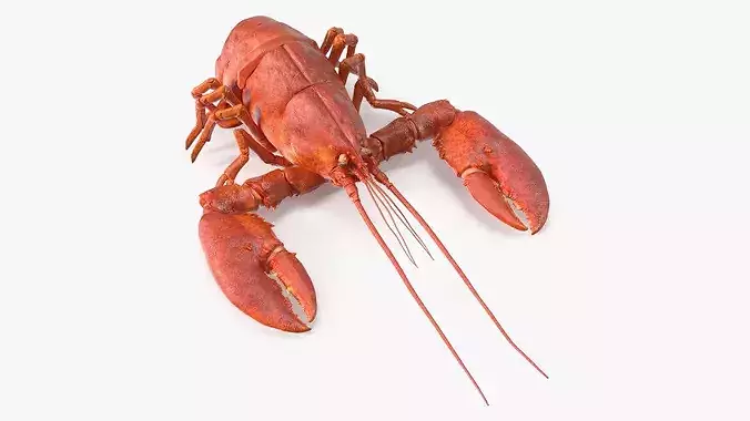 Boiled Edible Lobster Bent Body 3D model 2