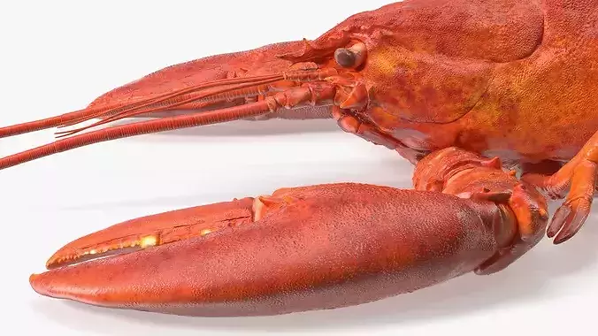 Boiled Edible Lobster Bent Body 3D model 7