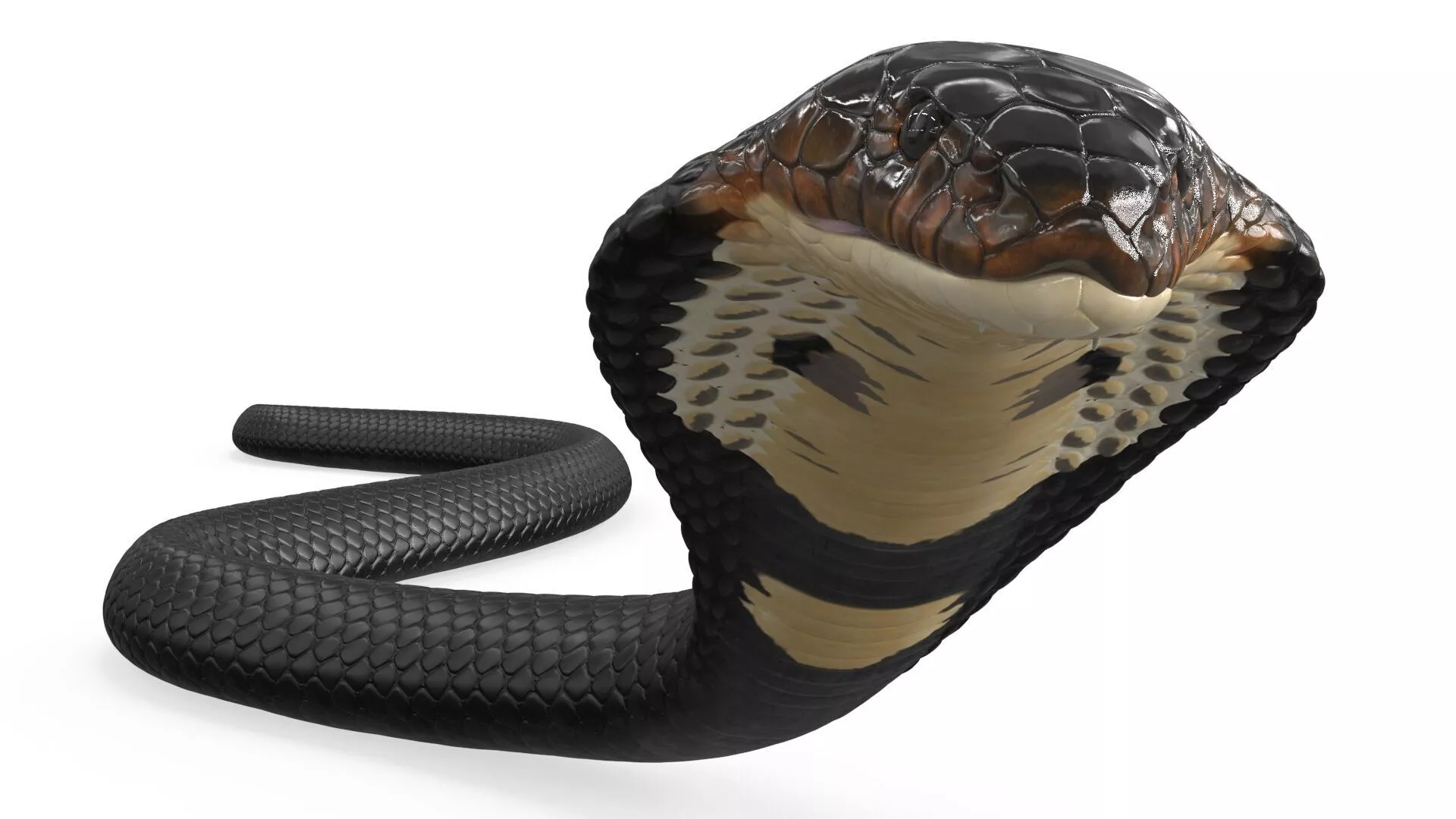 Dark Skin Cobra Crawling Animated Rigged for Cinema 4D 3D model