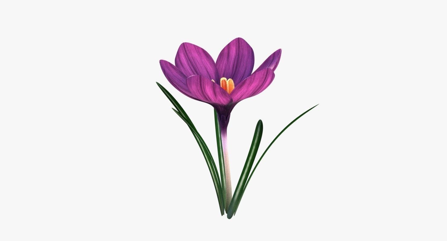 Crocus in vase 3D model_2