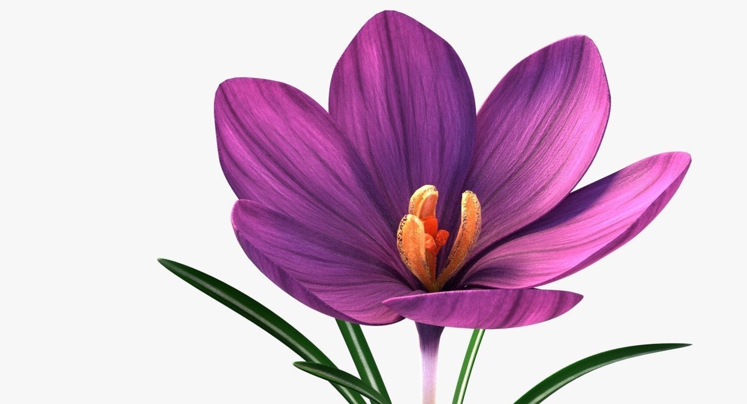 Crocus in vase 3D model_4