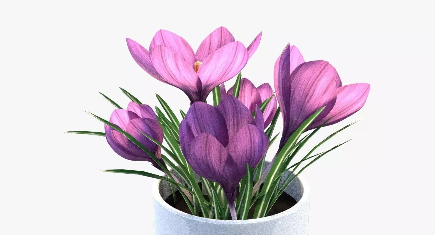 Crocus in vase 3D model_0