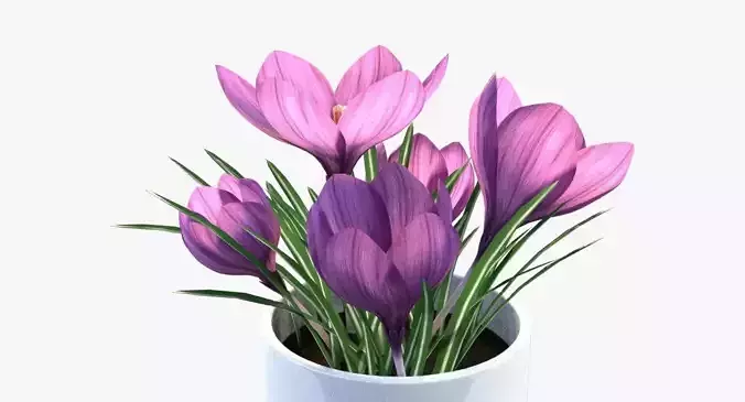 Crocus in vase 3D model