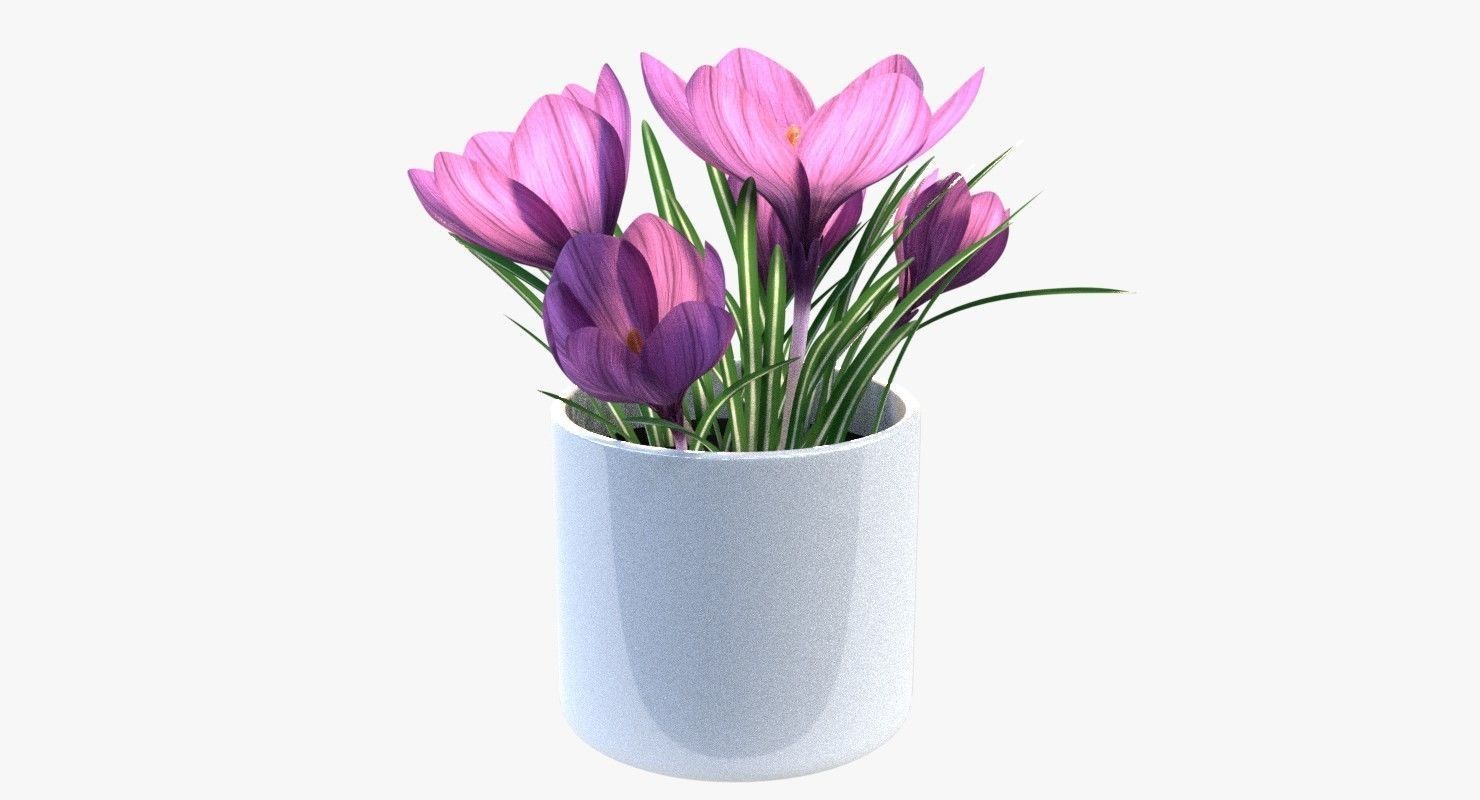 Crocus in vase 3D model_1