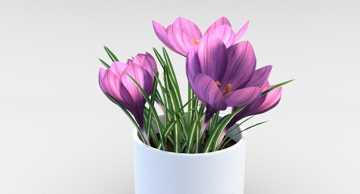 Crocus in vase 3D model_6