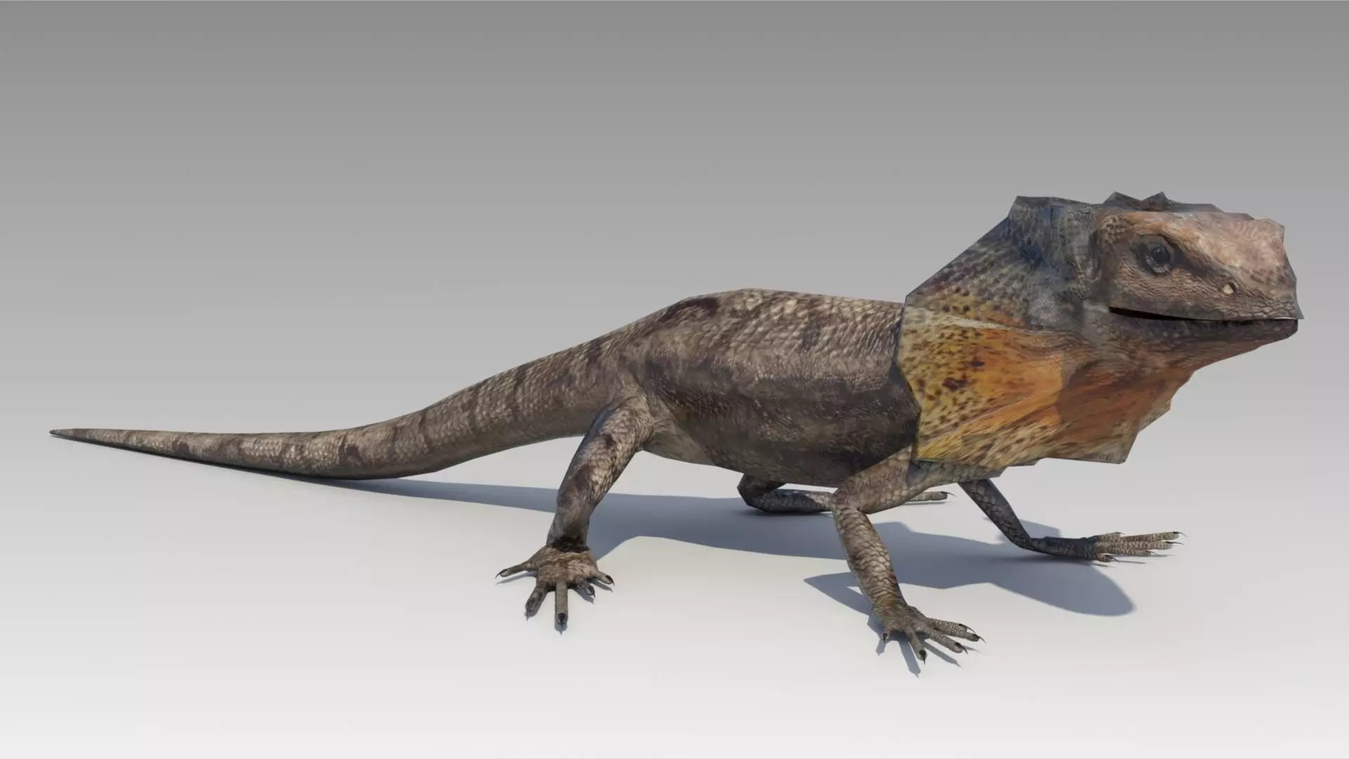 Frill-Necked Lizard Low-poly 3D model_0