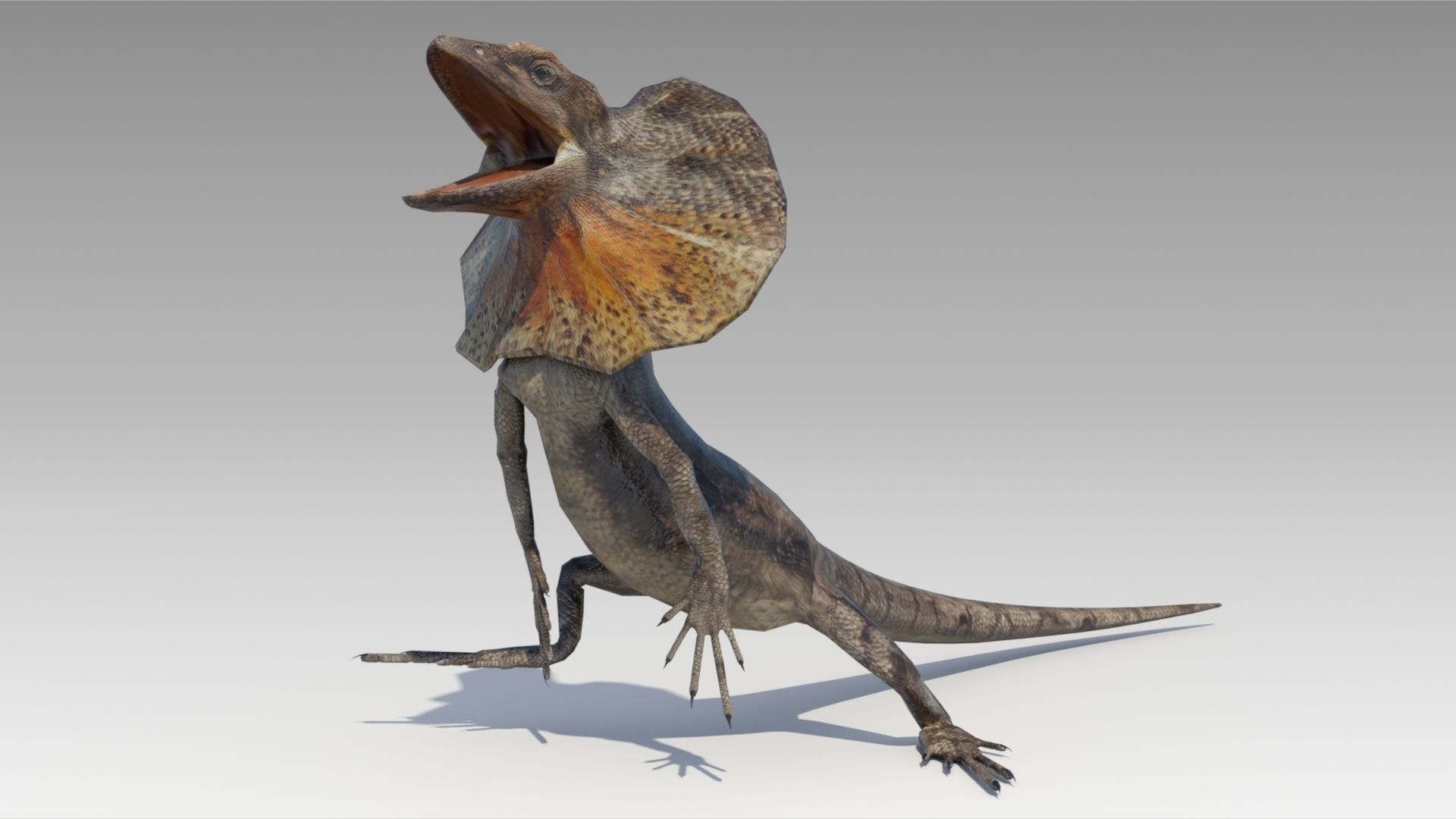 Frill-Necked Lizard Low-poly 3D model_3