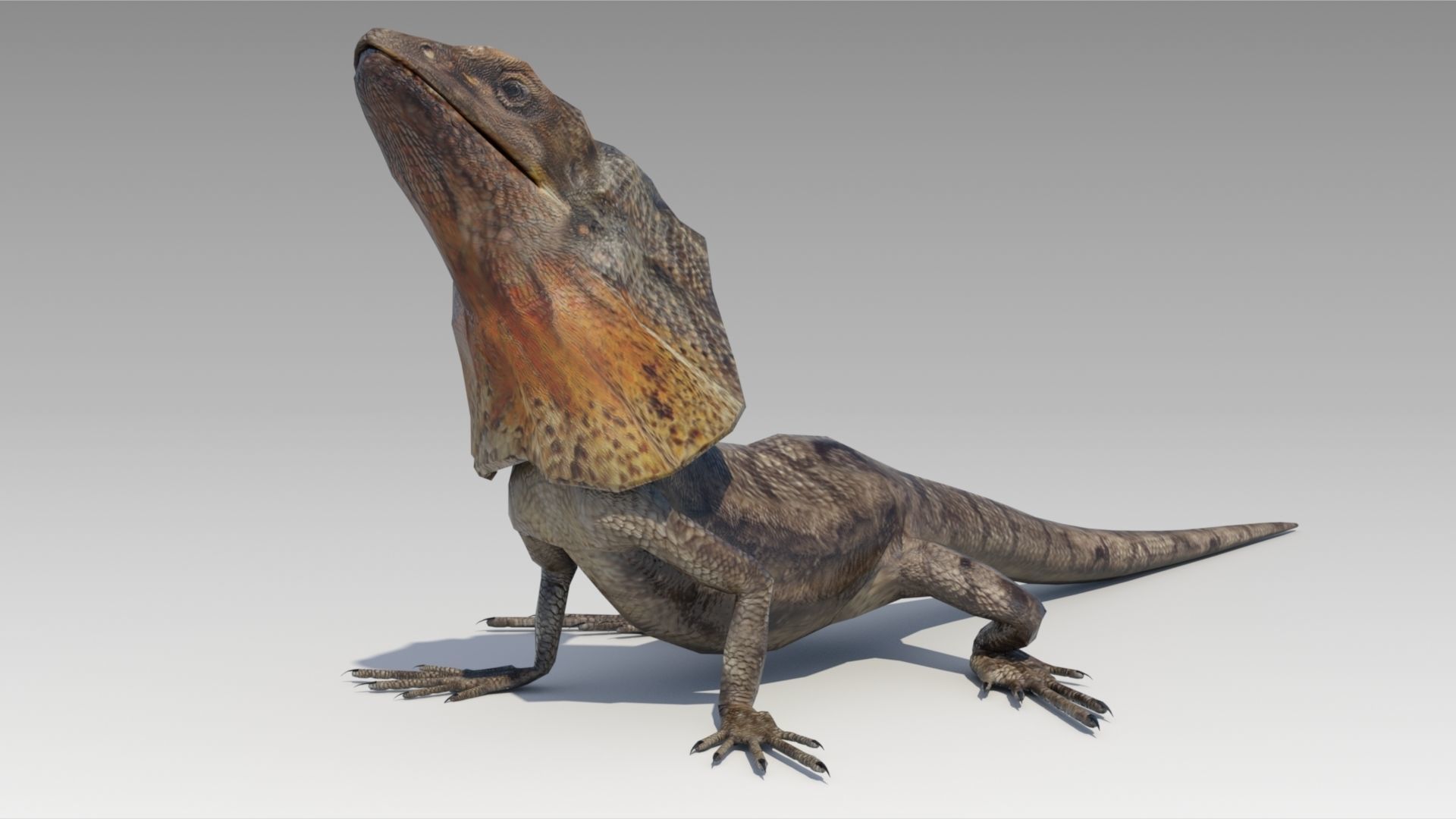 Frill-Necked Lizard Low-poly 3D model_4