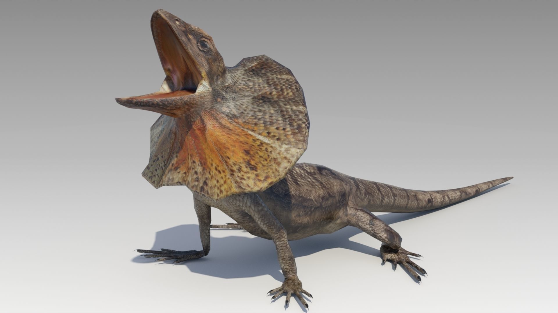 Frill-Necked Lizard Low-poly 3D model_2