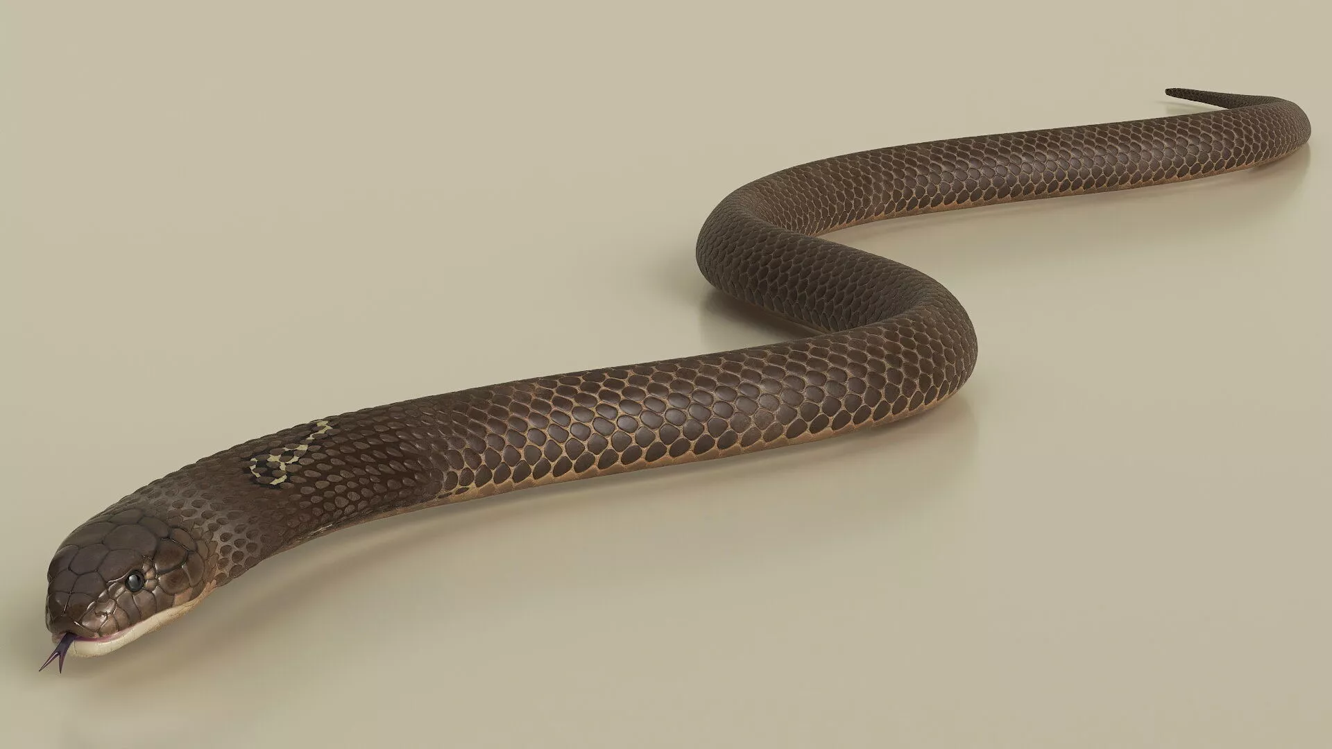 Naja Cobra Snake Crawling Animated Rigged for Maya Low-poly 3D model