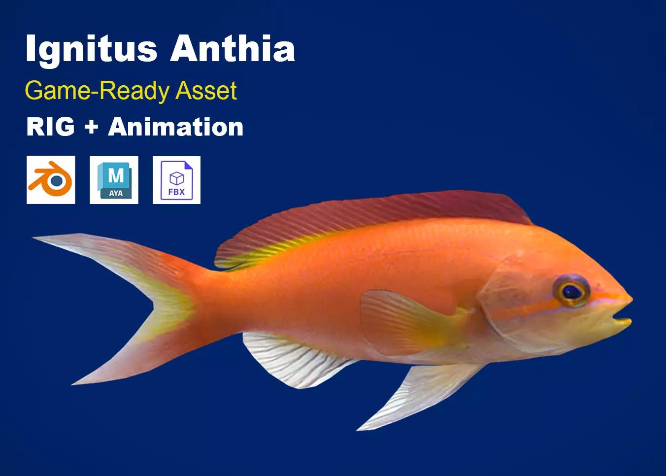 Realistic Ignitus Anthias Animated Low-poly 3D model
