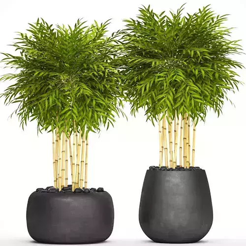 Bamboo Trees set 5