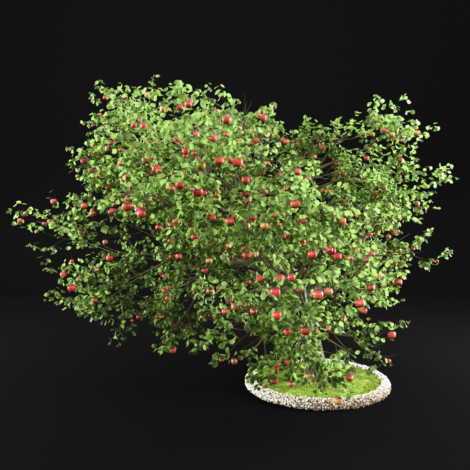 Apple Tree 3D model_3