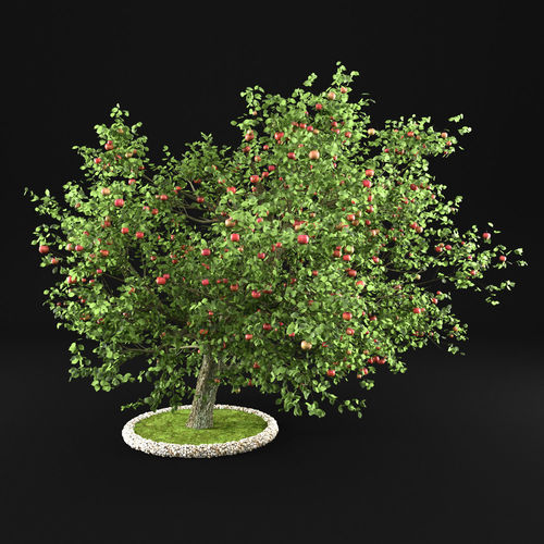 Apple Tree 3D model