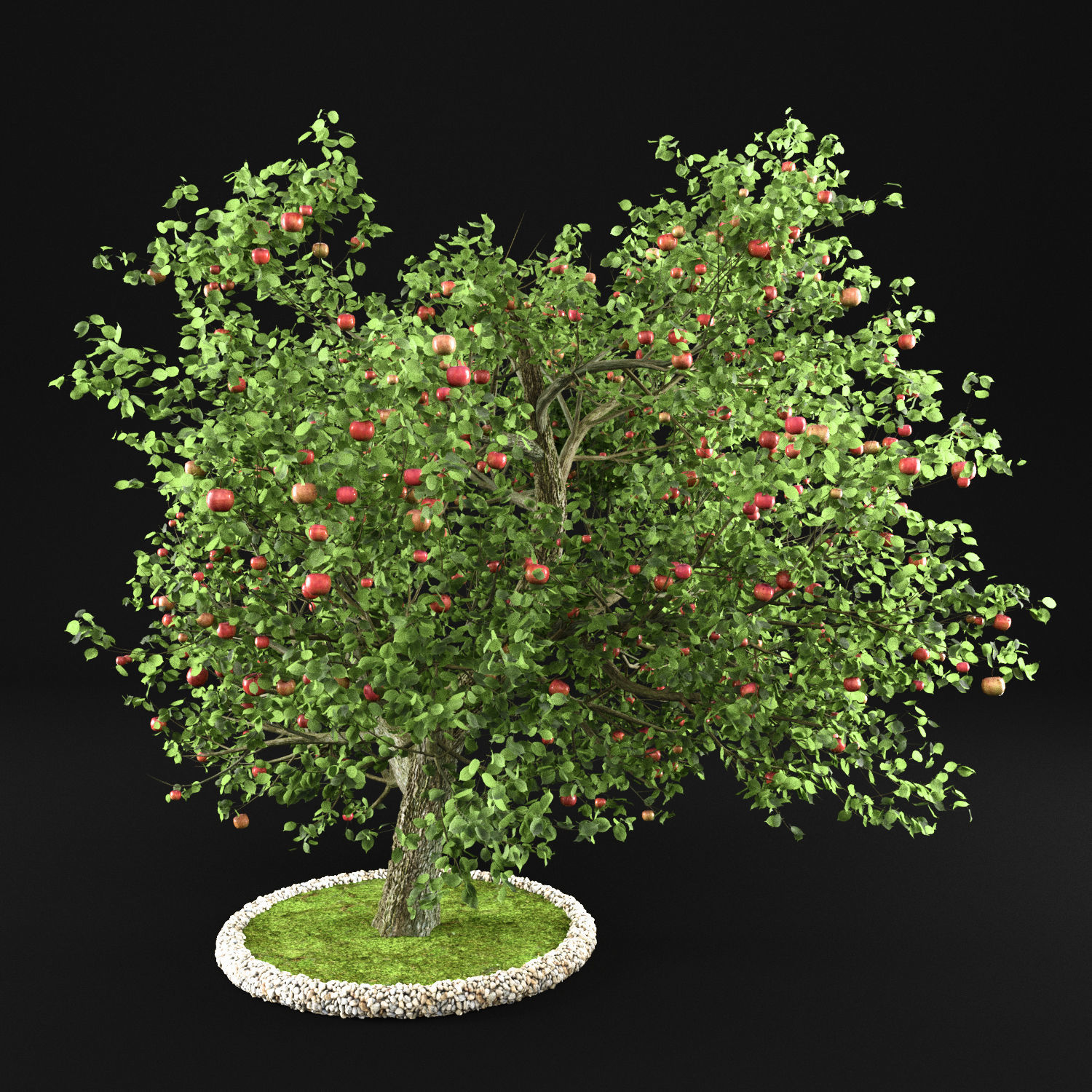Apple Tree 3D model_2