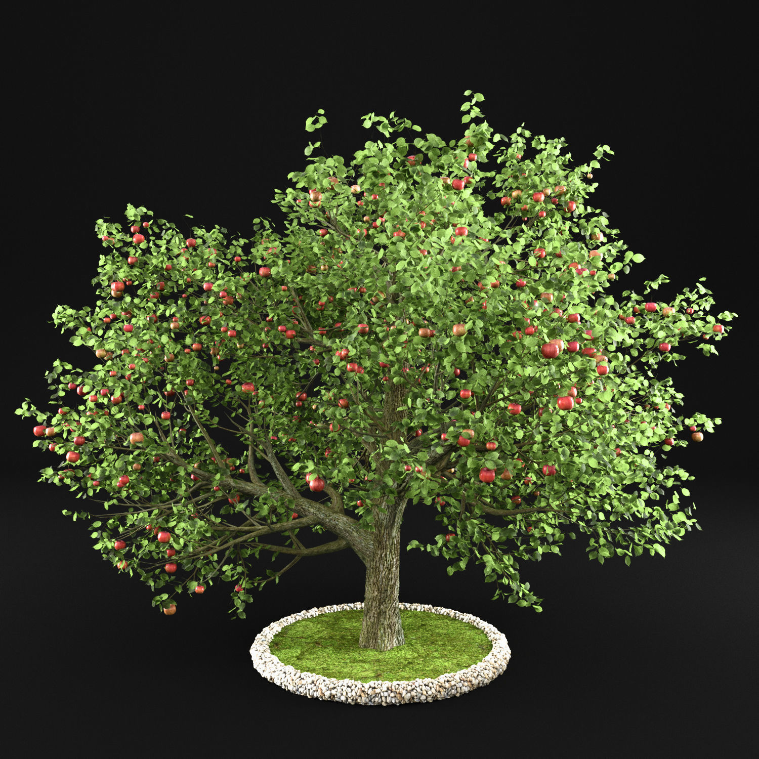 Apple Tree 3D model_1