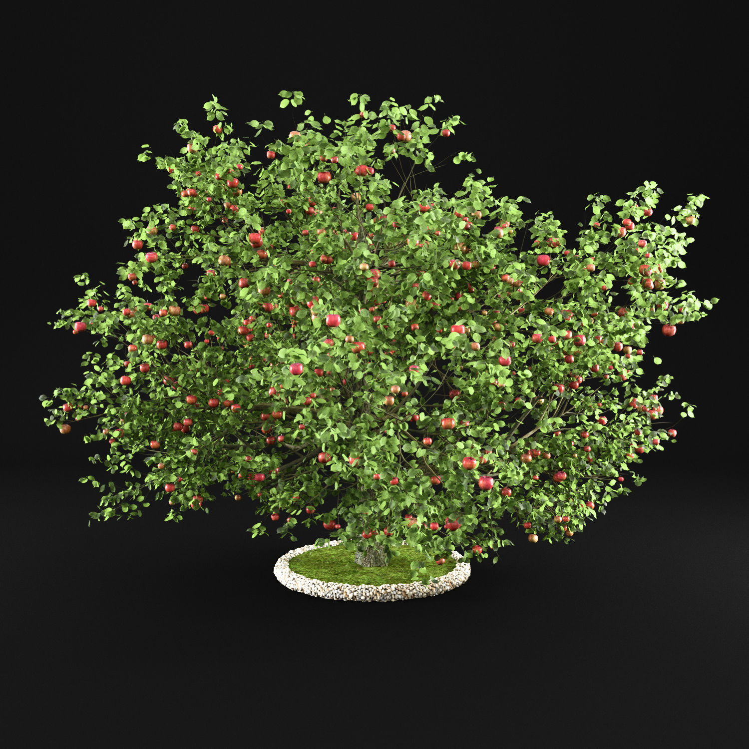 Apple Tree 3D model_4