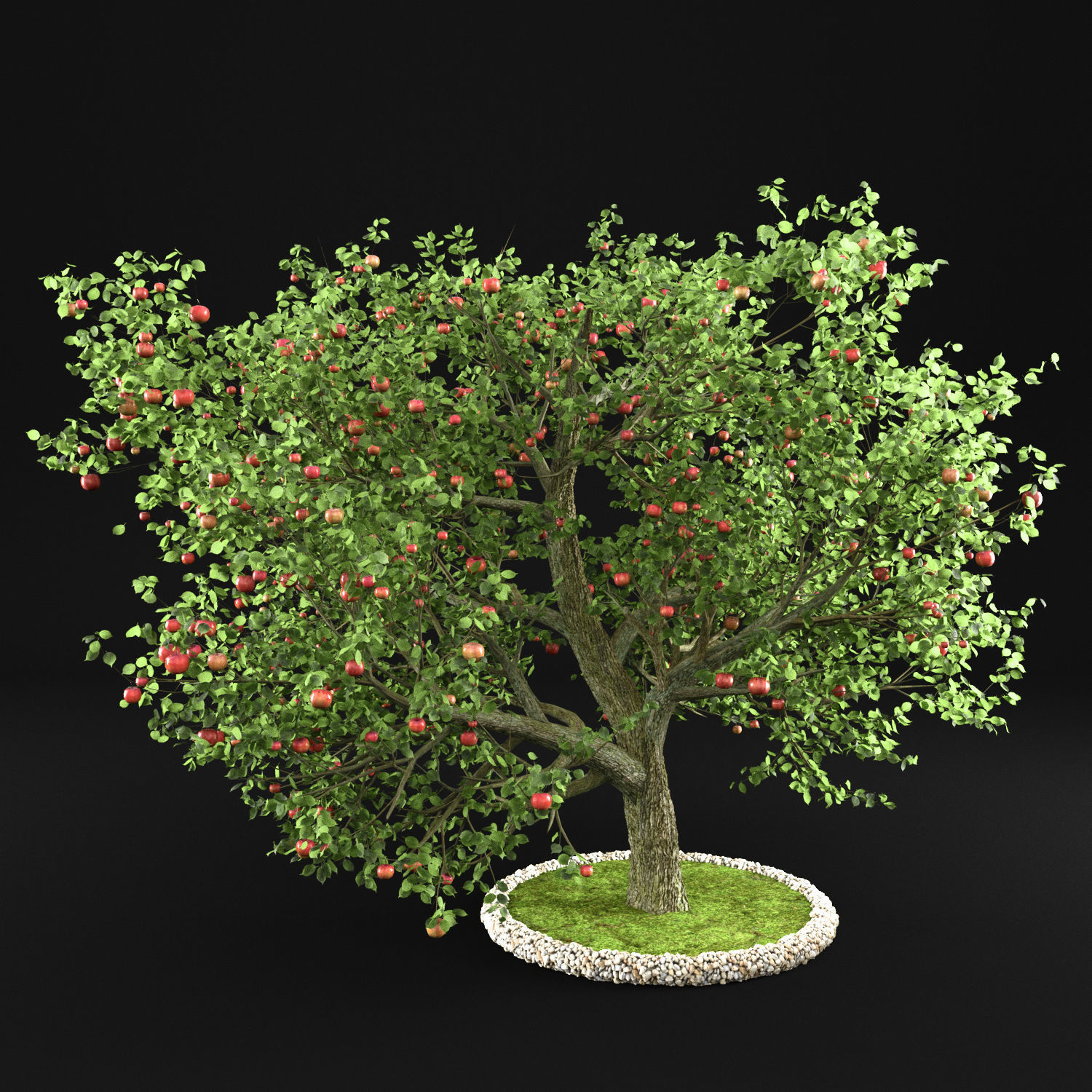 Apple Tree 3D model_6