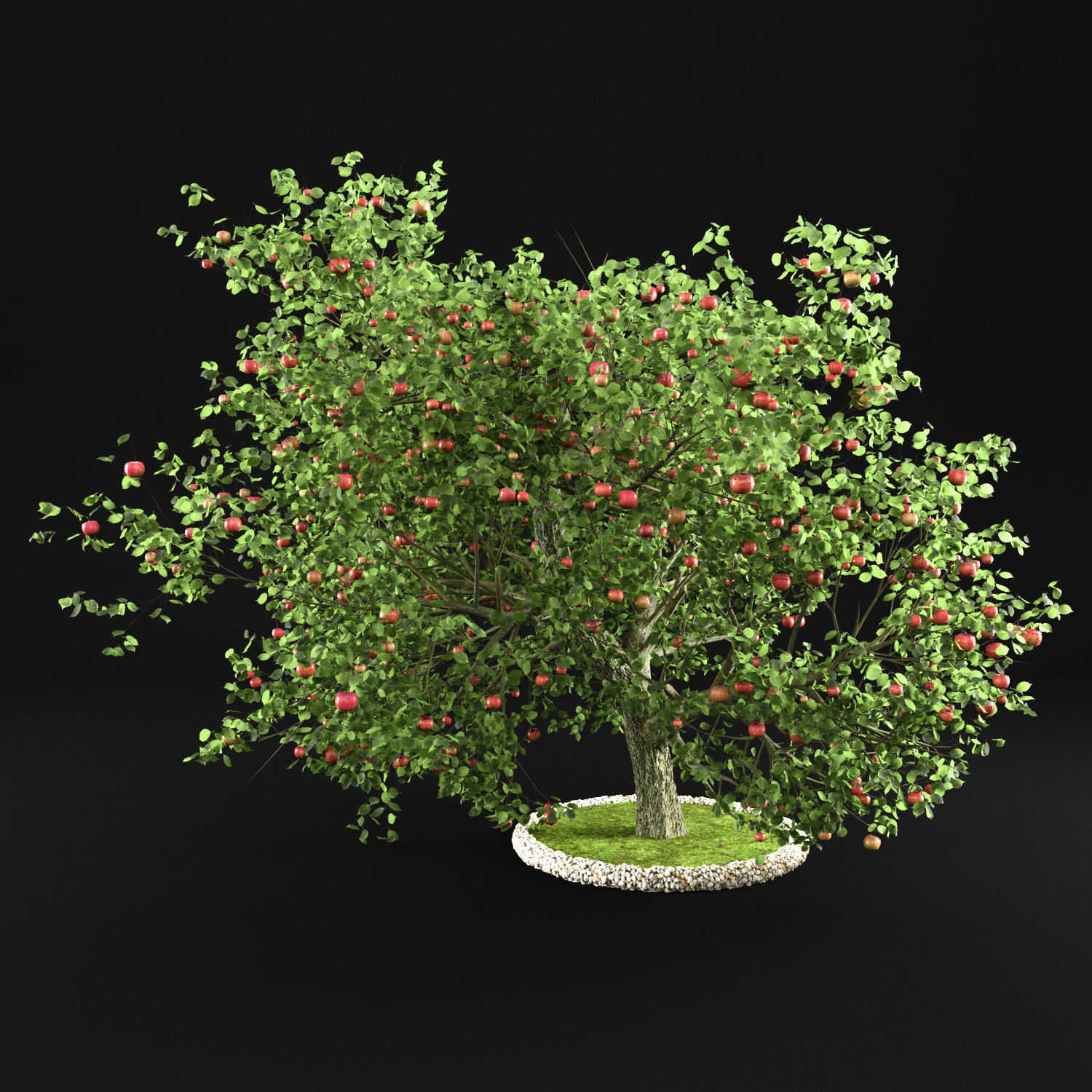 Apple Tree 3D model_5