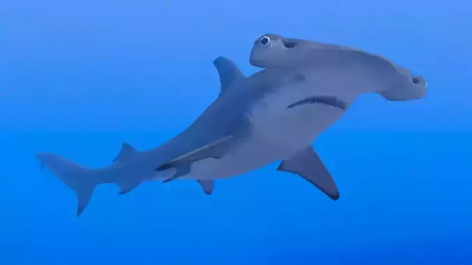 Hammerhead Shark Low-poly 3D model