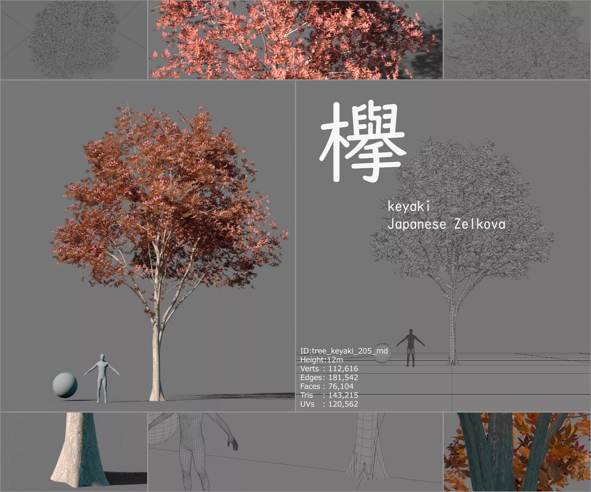 Keyaki Japanese Zelkova Free 3D model