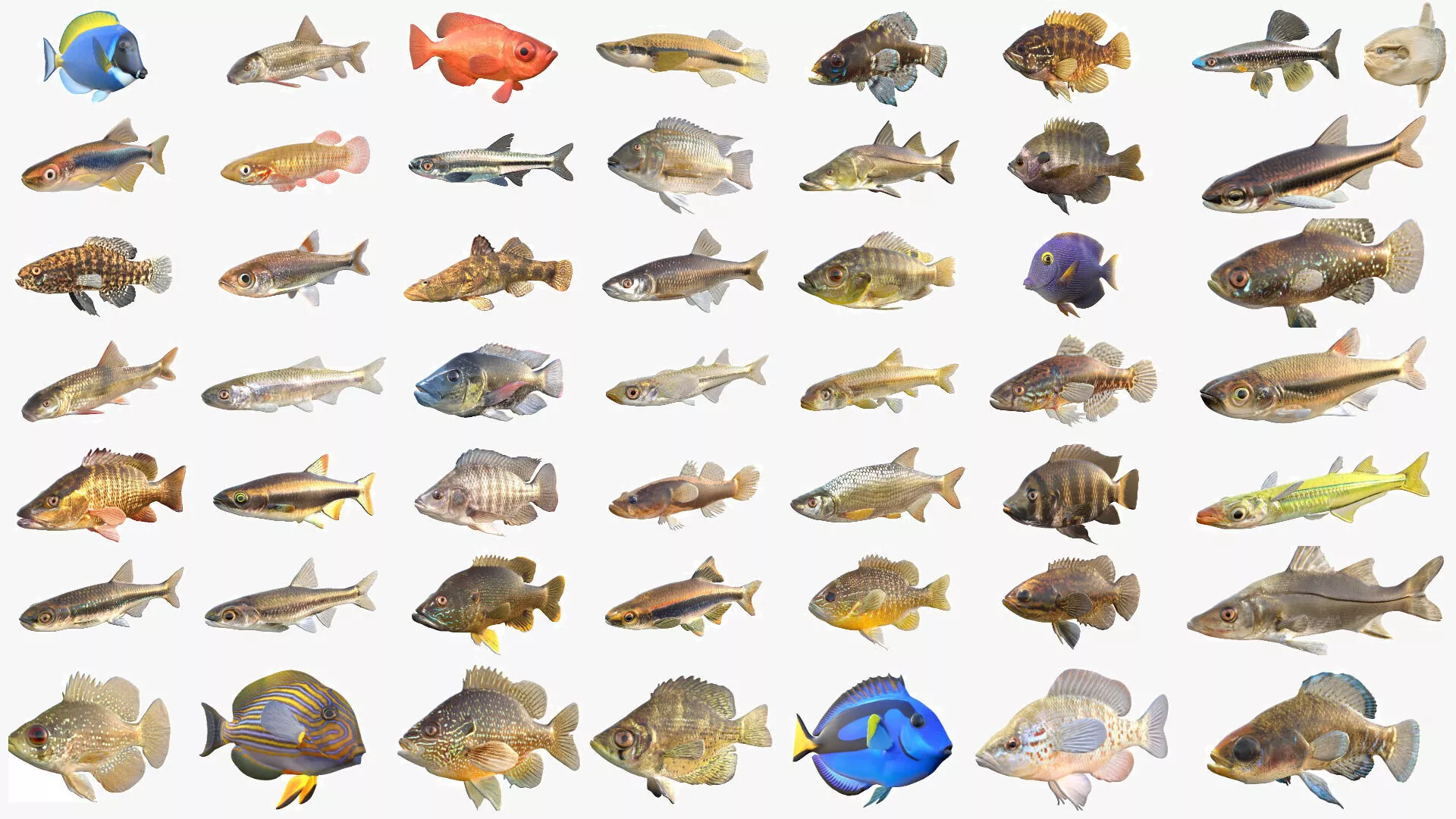 50 Fish Sea Creatures Collection v9 3D Model Pack