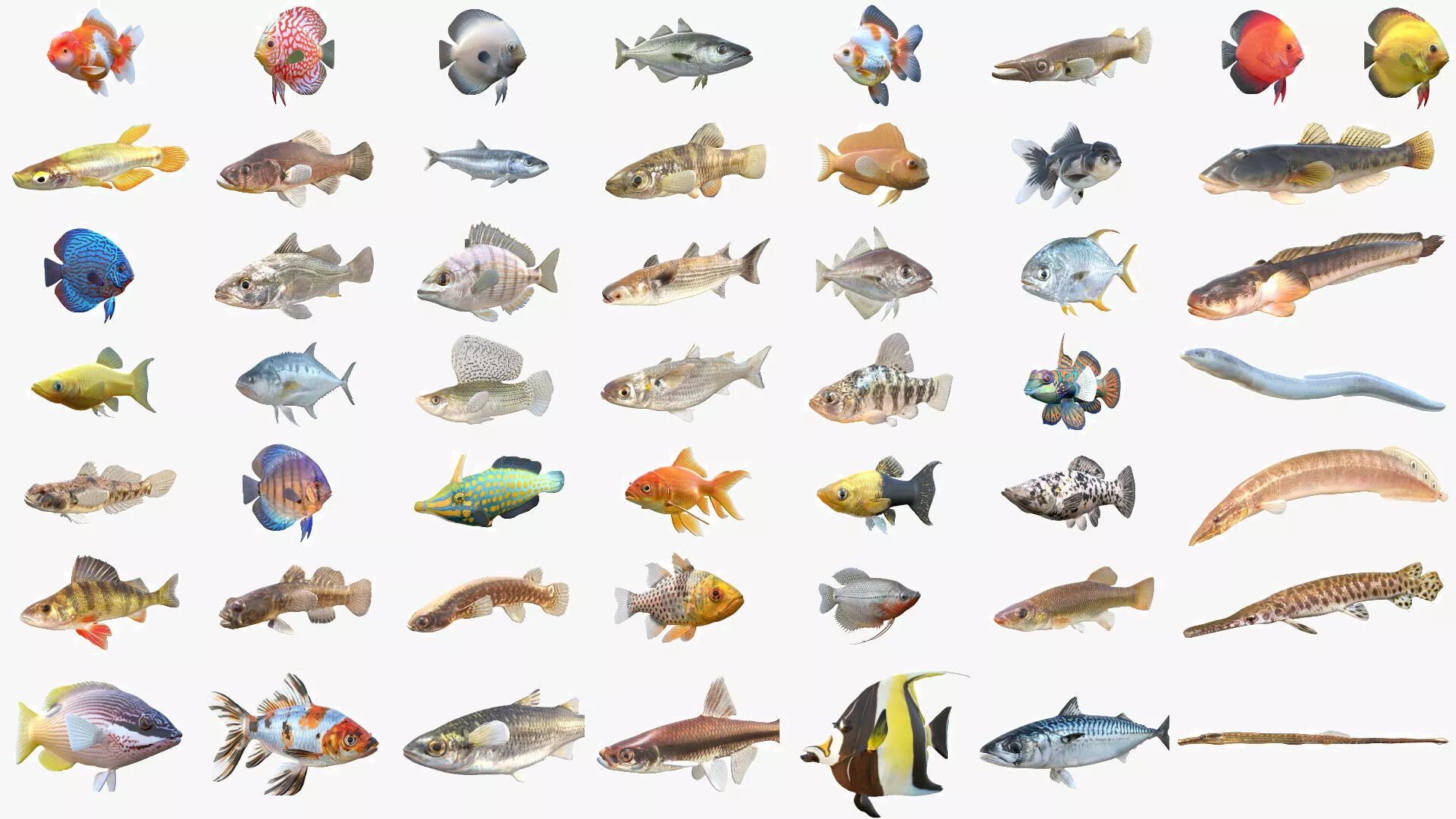 50 Fish Sea Creatures Collection v8 3D Model Pack