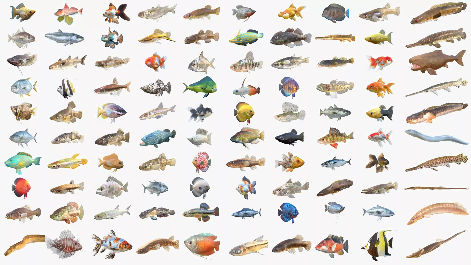 100 Fish Sea Creatures Collection v4 3D Model Pack
